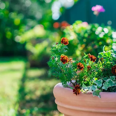 Lucante * スプリト